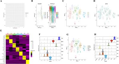 NFIL3/Tim3 axis regulates effector Th1 inflammation in COPD mice